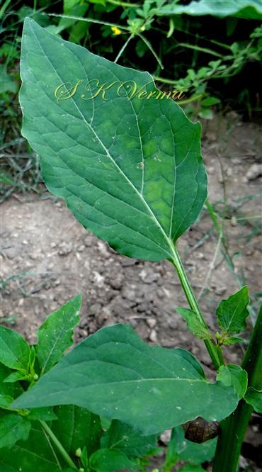  Leaf